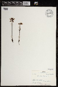 Pedicularis lapponica image