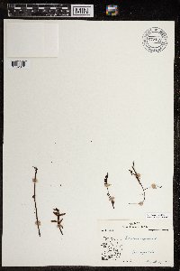 Pedicularis lapponica image