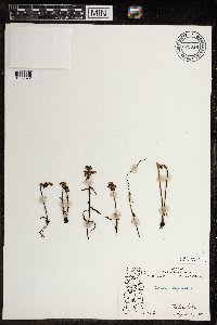 Pedicularis lapponica image