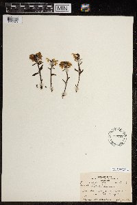 Pedicularis lapponica image