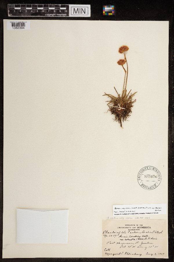 Armeria maritima subsp. sibirica image