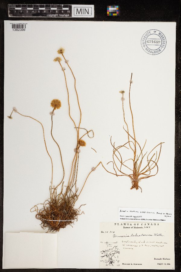 Armeria image