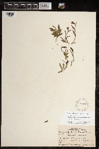 Thumbnail image of current specimen