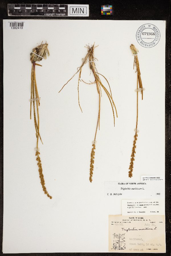 Triglochin maritima image