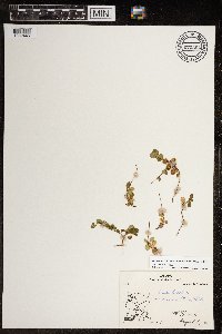 Linnaea borealis image