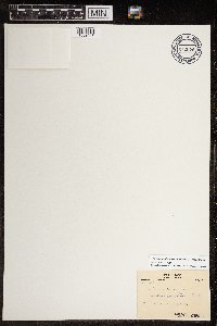 Linnaea borealis image