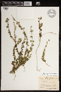 Linnaea borealis image