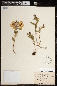Chamaenerion latifolium image