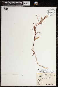 Chamaenerion angustifolium subsp. angustifolium image
