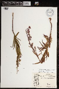 Chamaenerion angustifolium subsp. angustifolium image