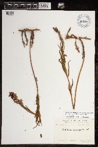 Chamaenerion angustifolium subsp. angustifolium image
