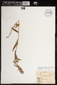 Chamaenerion angustifolium subsp. angustifolium image