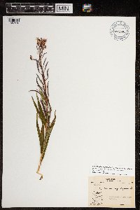 Chamaenerion angustifolium subsp. angustifolium image