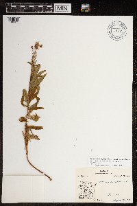 Chamaenerion angustifolium subsp. angustifolium image