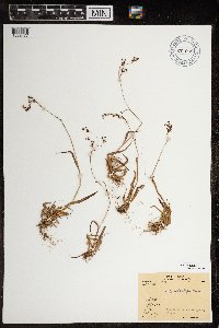 Luzula wahlenbergii image