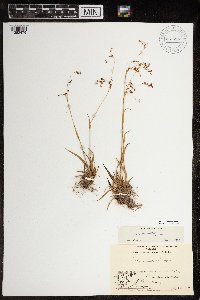 Luzula wahlenbergii image