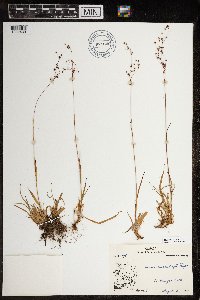 Luzula wahlenbergii image