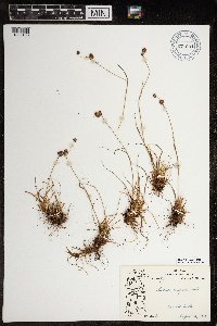 Luzula confusa image