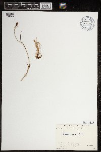 Luzula confusa image