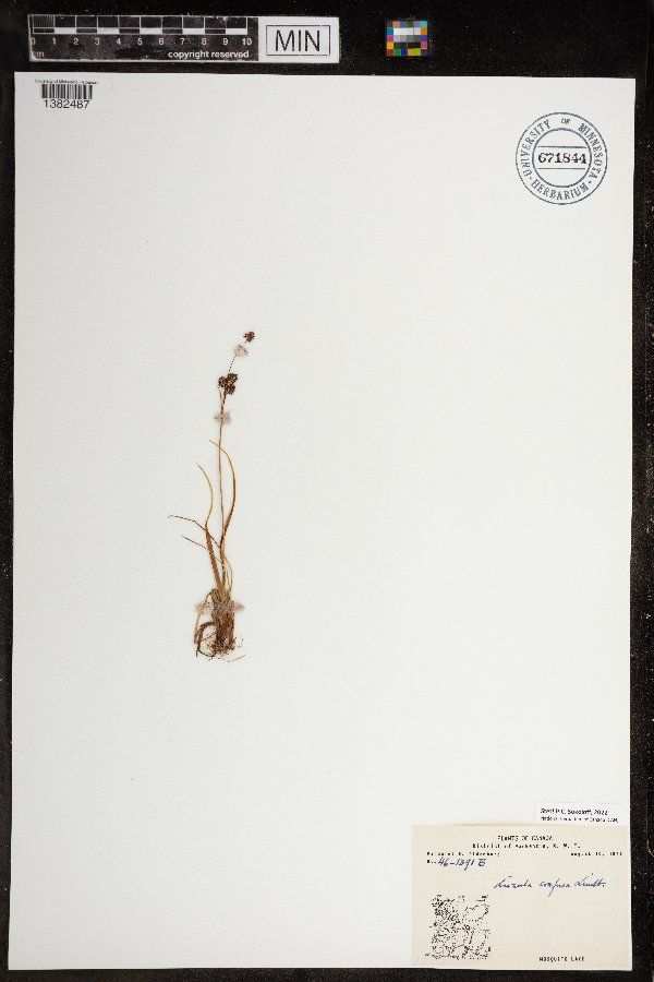 Luzula confusa image