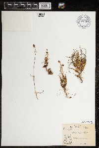 Luzula confusa image