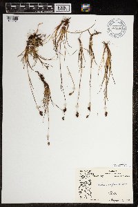 Luzula confusa image