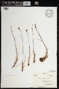 Luzula confusa image