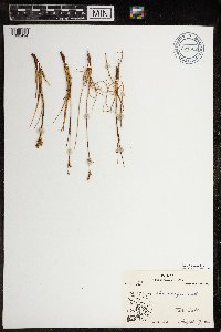 Luzula confusa image