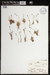 Luzula confusa image