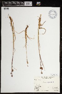 Luzula confusa image