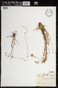 Luzula arctica image