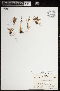 Luzula arctica image