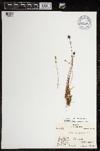 Luzula arctica image