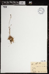 Luzula arctica image