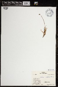 Luzula arctica image