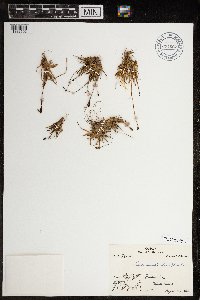 Luzula arctica image