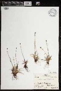 Luzula arctica image