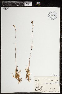 Luzula arctica image