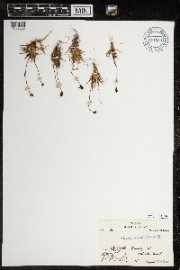 Luzula arctica image