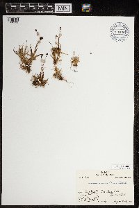 Luzula arctica image