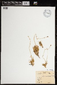 Luzula arctica image