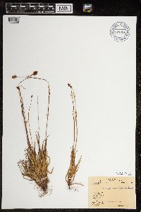 Luzula arctica image