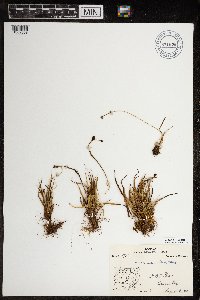 Luzula arctica image