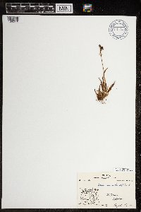 Luzula arctica image