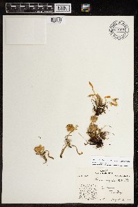 Tephroseris palustris image