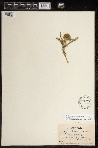 Media resource of Achillea millefolium