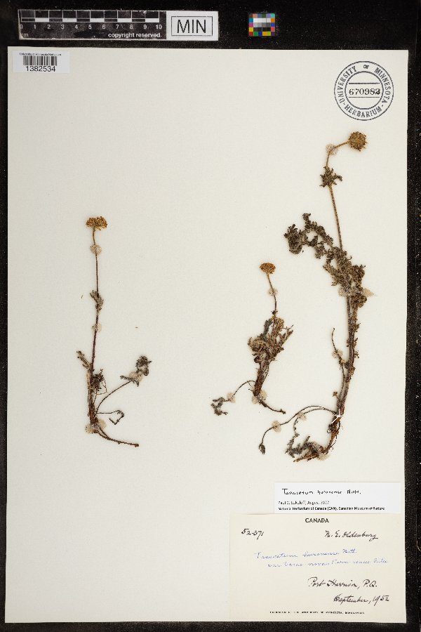 Tanacetum bipinnatum image