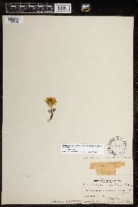 Tripleurospermum maritimum image