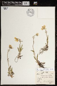 Arnica angustifolia image