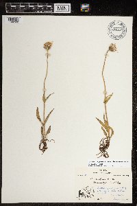 Arnica angustifolia image